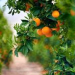 Mandarine