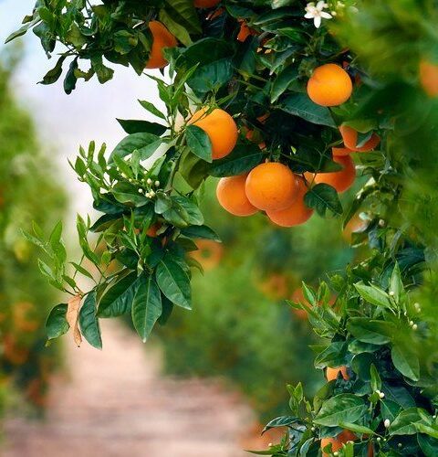 Minimum Temperatures for a Citrus Tree