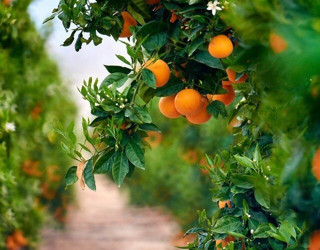 Minimum Temperatures for a Citrus Tree