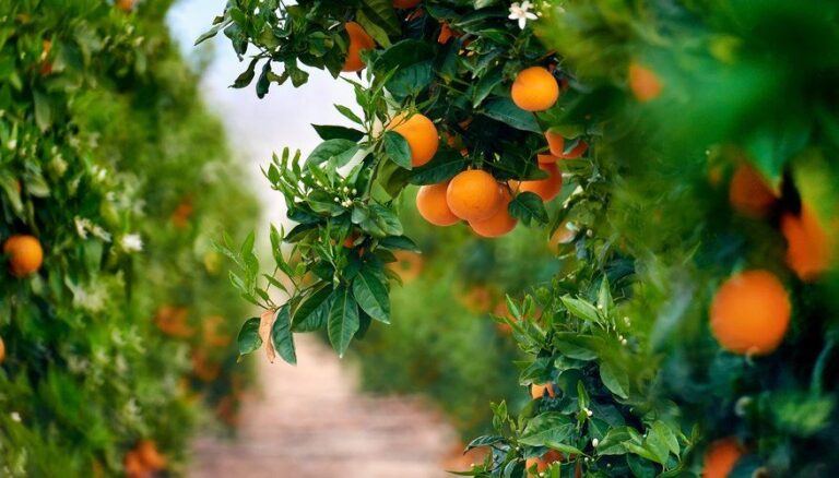 Minimum Temperatures for a Citrus Tree
