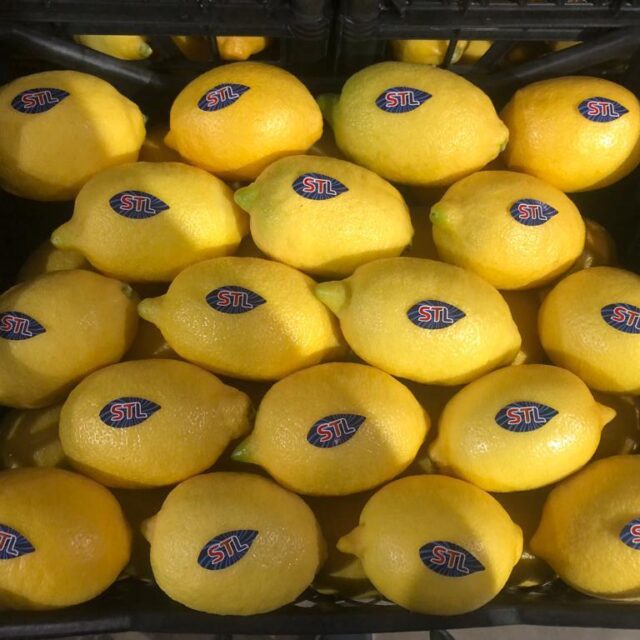enterlimon